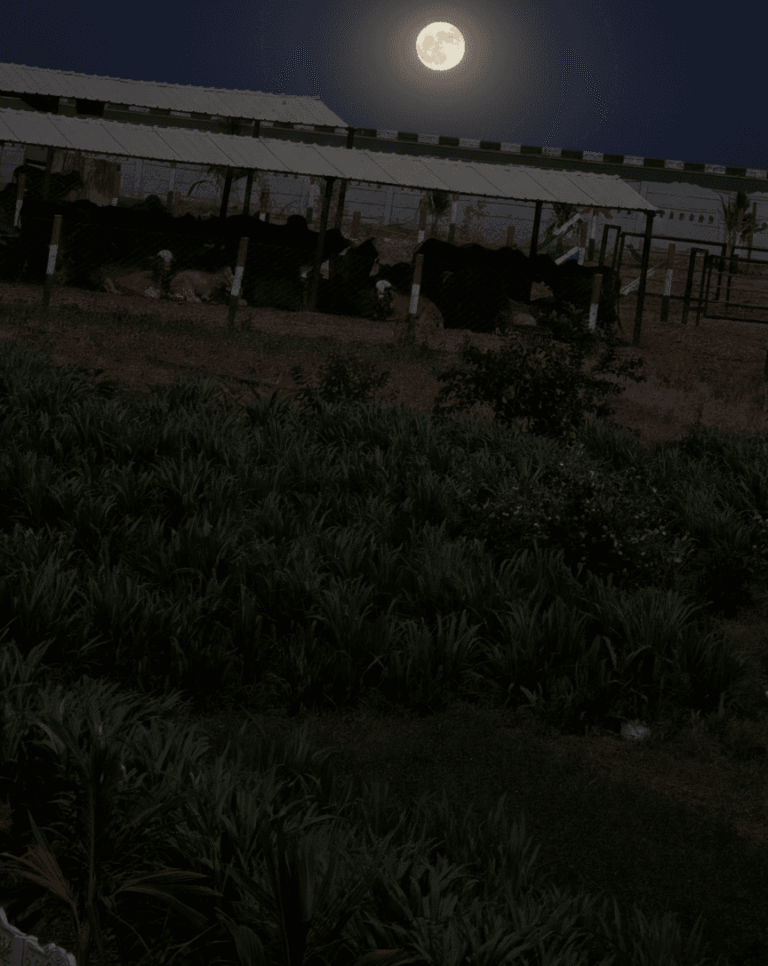 Full moon rising over Dev Gir Farm fields, creating a serene atmosphere for preparing Ayurvedic ghee.