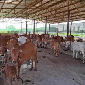 Cows in dev gir farm