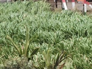 Buy-a2-ghee-Dev-Gir-farm