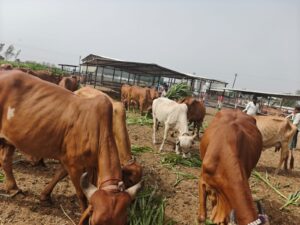 Buy-a2-ghee-Dev-Gir-Farm