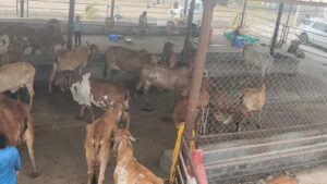 Buy-a2-ghee-Dev-Gir-farm