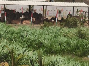 Buy-a2-ghee-Dev-Gir-farm