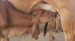 Buy-a2-ghee-Dev-Gir-farm