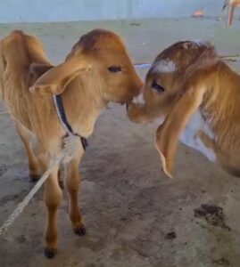 A2 Ghee in India - Our cows