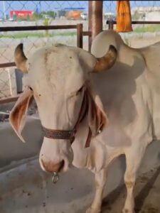 A2 Ghee in India - Our cows