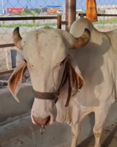 2_20251001_143341_0001