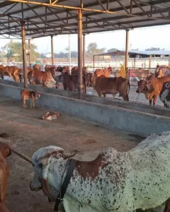 3_20251001_143342_0002