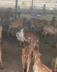 5_20251001_143342_0004