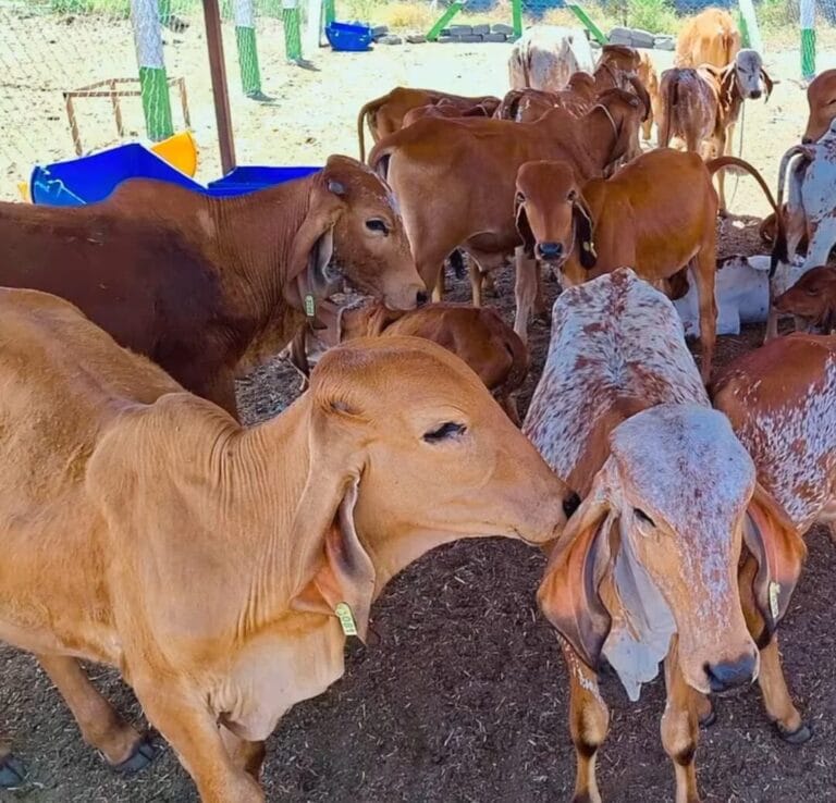 A2 Gir Cow grazing naturally at Dev Gir Farm